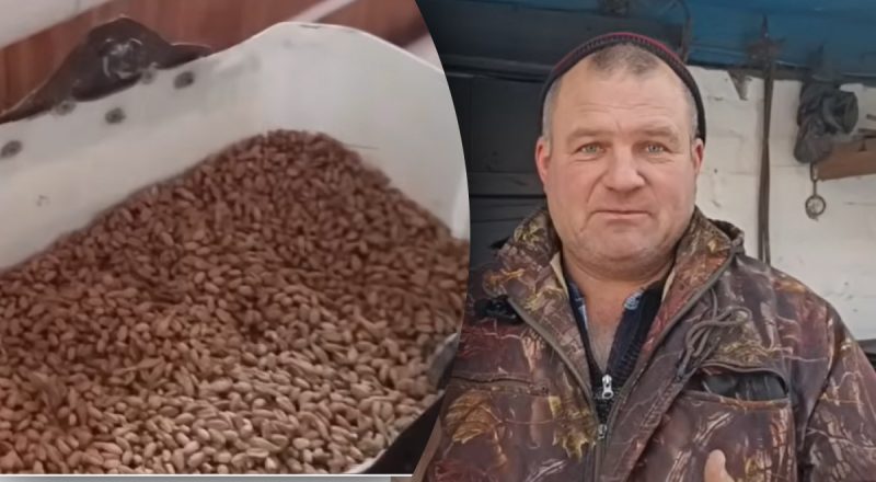 Почему куры не несут яйца зимой: пять факторов, о которых стоит знать