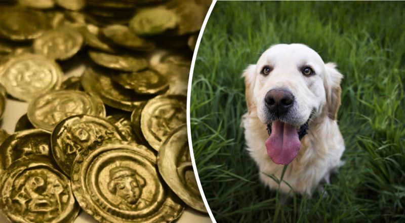 Пес під час прогулянки зробив відкриття століття: який скарб він знайшов і де