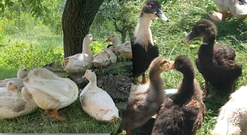 Пекинские, мускусные или муларды: плюсы и минусы популярных пород