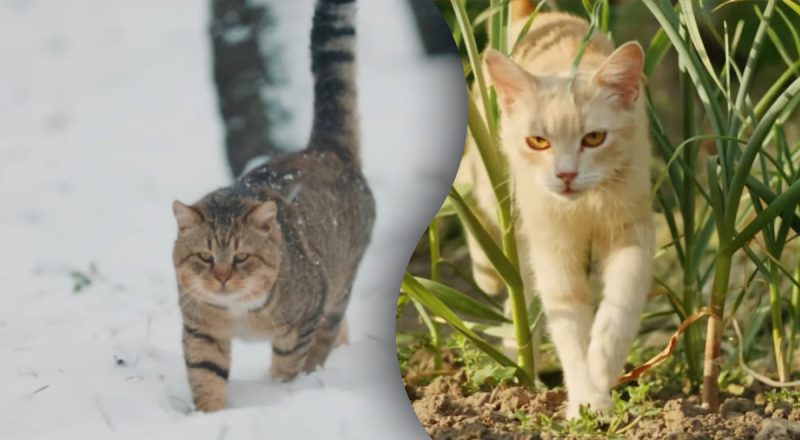 Должны ли кошки выходить на улицу – ветеринар удивила признанием