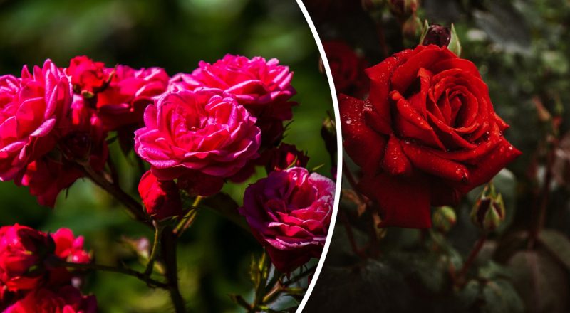 Троянди будуть цвісти все літо: що з ними потрібно зробити ранньою весною