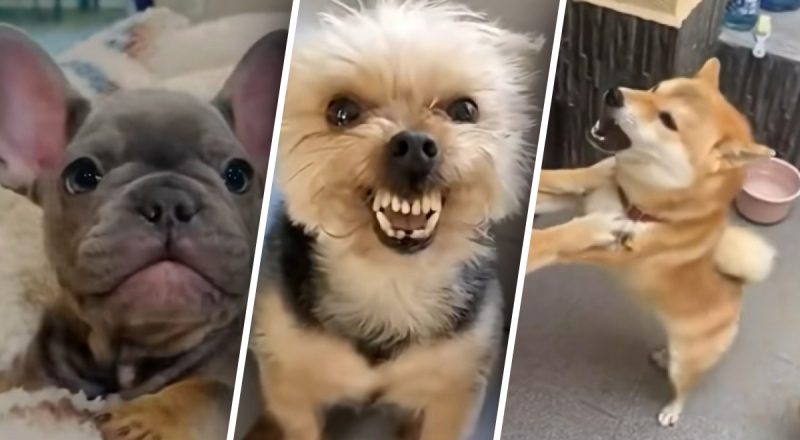 Експерти назвали породи собак, яких ніколи б не завели: в чому причини