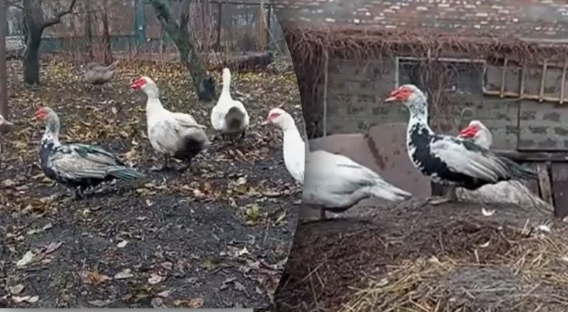 Більше м'яса і їдять менше: які качки найвигідніші для господарства