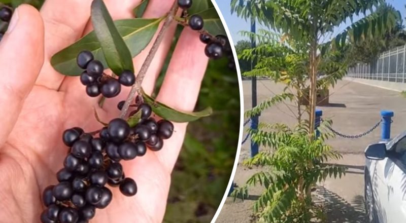 Тільки шкодять: дерева, які ніколи не слід садити у дворі