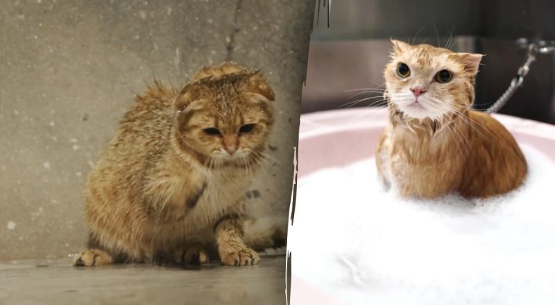 Почему кошки боятся воды – настоящая причина удивит многих