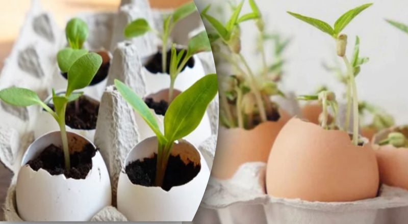 Огурцы растут как на дрожжах: метод с скорлупой, ромашкой и молоком