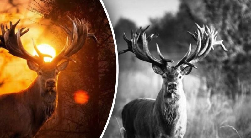 "Заради наживи, заради грошей": під Києвом вбито оленя з найбільшими в Україні рогами