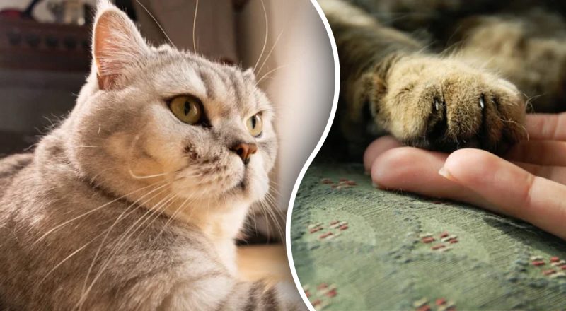 Як зрозуміти, що кіт вас поважає і любить: 7 безпомилкових ознак