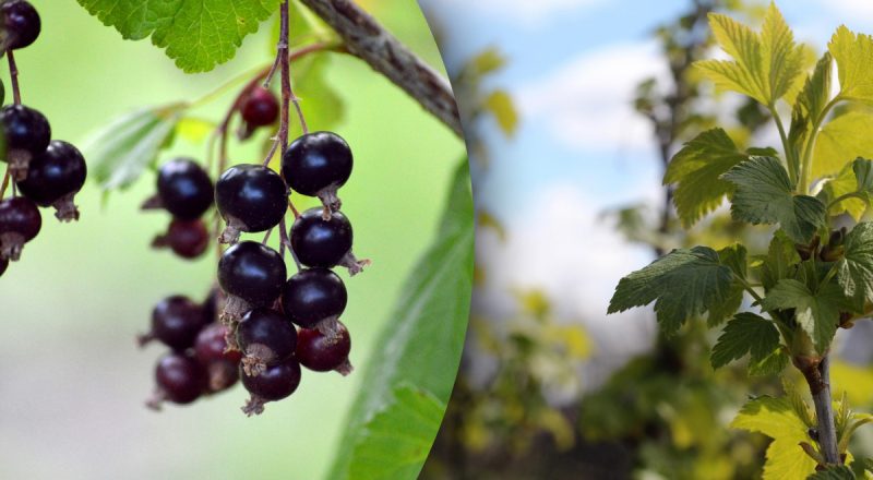 Что нужно сделать с кустами смородины ранней весной: уход для большого урожая