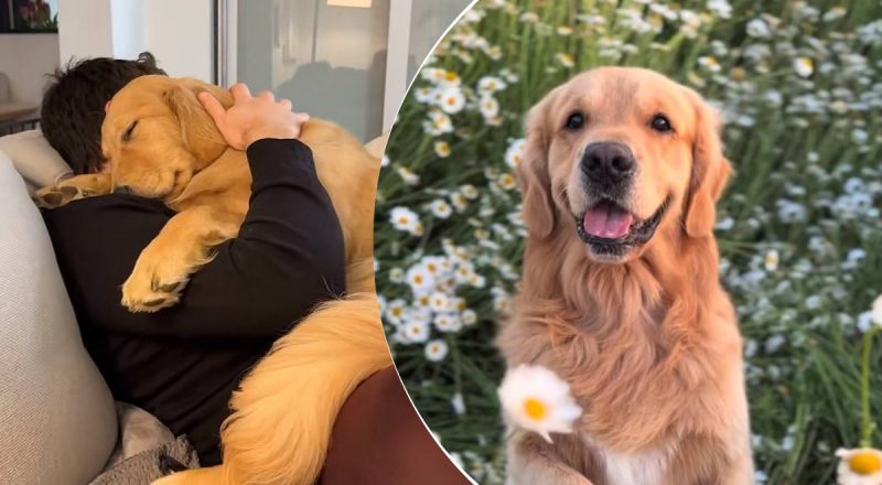 Как понять, что собака обожает вас: дрессировщица указала на 7 милых признаков