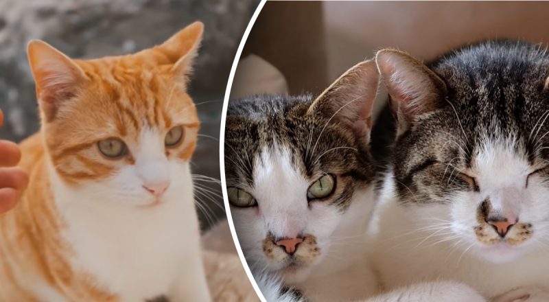 Почему кот нервничает без причины: звуки, запахи и привычки, которые его пугают