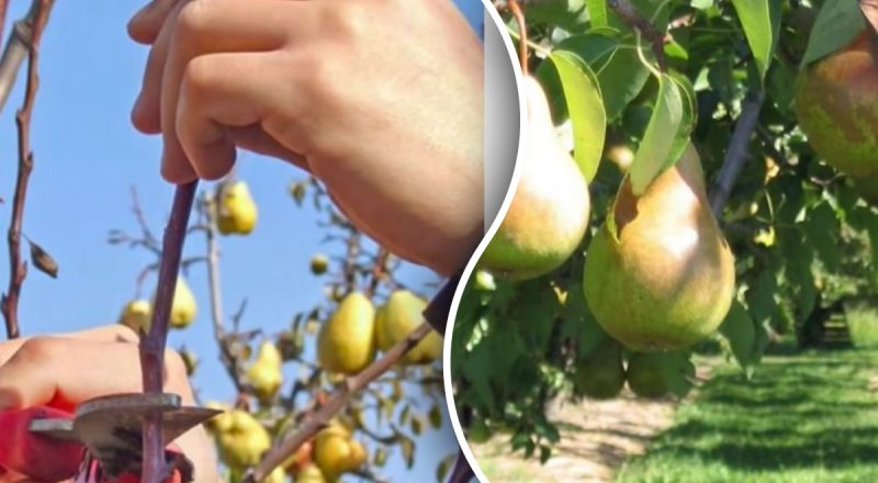 Груша растет, но не плодоносит: ошибка, которую совершают почти все садоводы