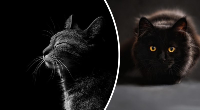 Почему глаза кошек святятся в темноте, а у людей нет: что им это дает
