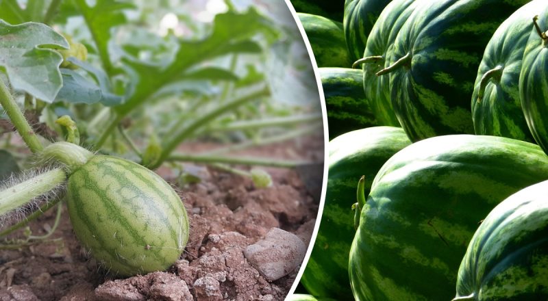 Арбузы и дыни будут больше, чем мячи: что посадить рядом