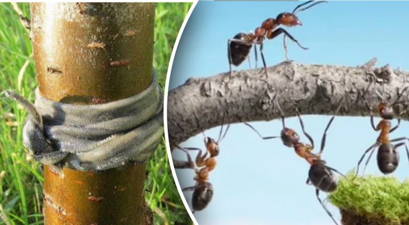 Поможет тряпка и специи: как прогнать вредителей из сада