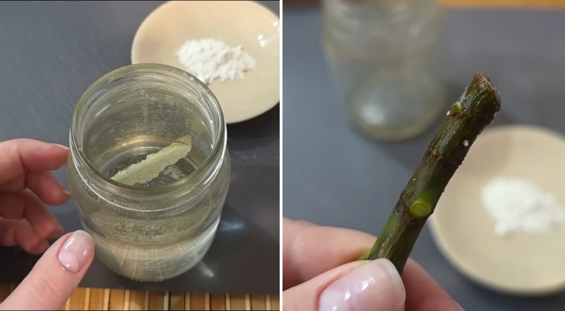 Что добавить в воду, чтобы черенки не гнили, а прорастали: простой домашний способ