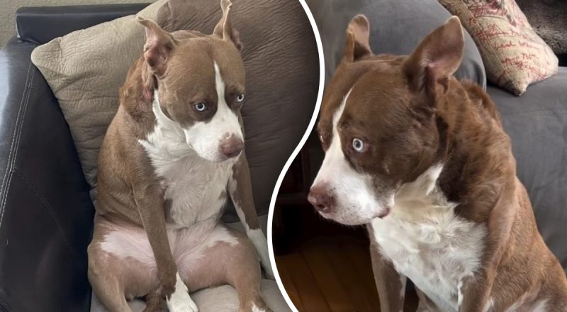 Девушка показала свою помесь питбуля и хаски: как выглядит собака