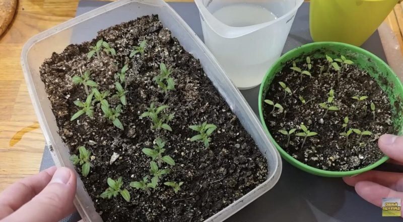 Мощная корневая система за копейки: чем подкормить любую рассаду для большого урожая