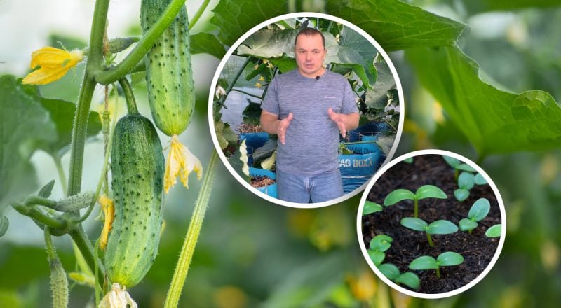 Математика урожая: как рассчитать точный срок посева огурцов на рассаду