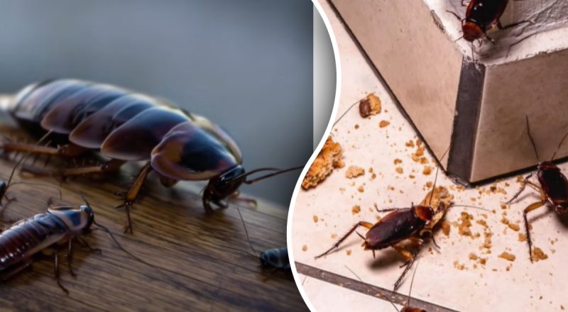 Без хімії та витрат: як швидко вивести тарганів