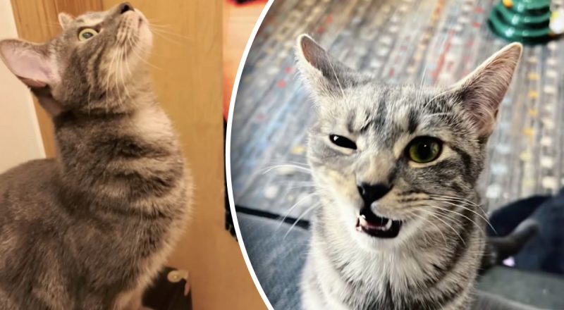 Девушка назвала кошку в честь волка: никто не был готов к тому, что случится