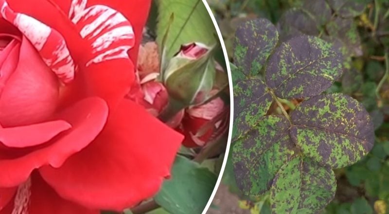 Черные пятна на розах: как предотвратить грибковое заболевание