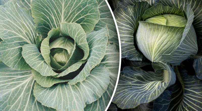 На большую можно не рассчитывать: что нельзя сажать возле капусты