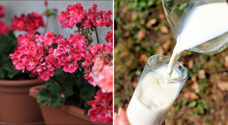 Японська підгодівля для кімнатних квітів: три інгредієнти — і буде море бутонів