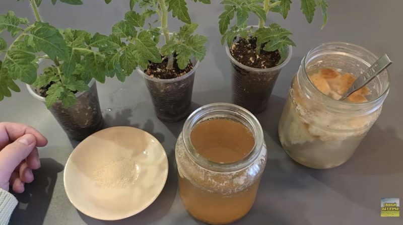 Домашнее удобрение для "тонн" урожая: чем подкармливать рассаду весной