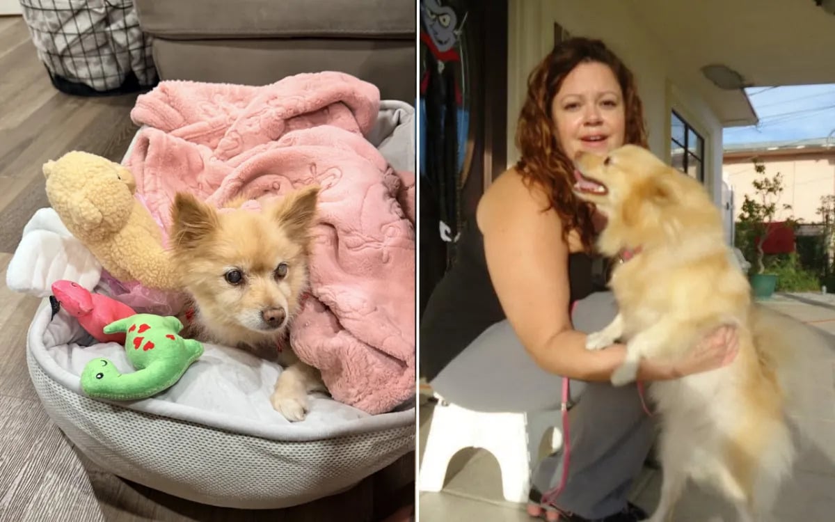 Собака пропала 12 лет назад: неожиданный звонок растрогал владелицу (фото) Собака пропала 12 лет назад: неожиданный звонок растрогал владелицу (фото)