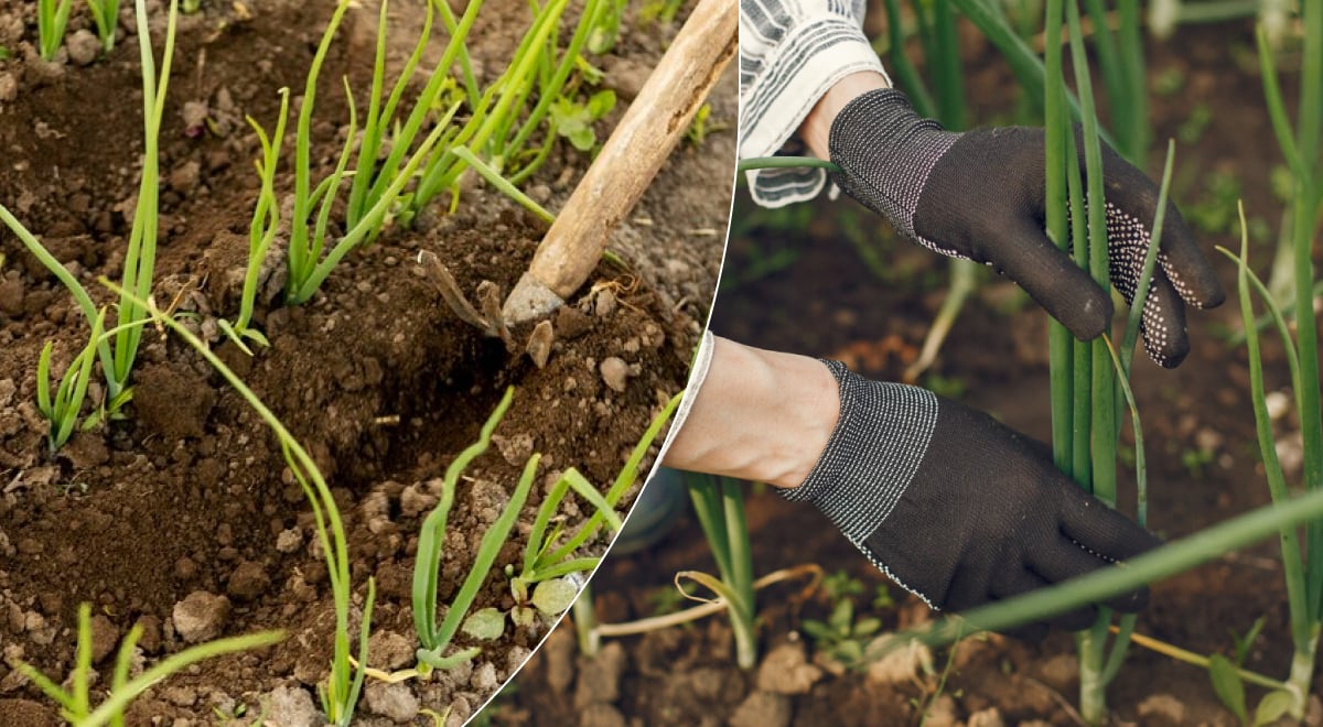 Зеленый лук