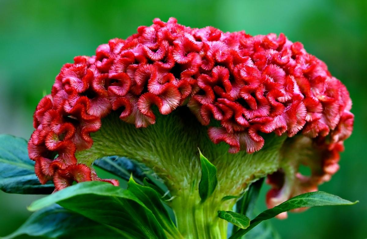 Целозия Целозия