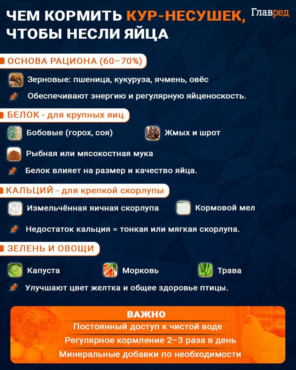 Чем кормить кур-несушек, чтобы несли яйца