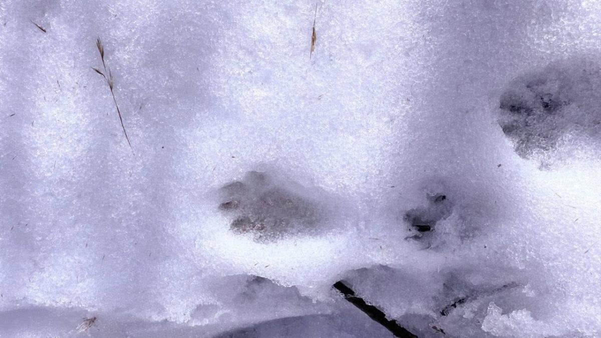 Сліди норки європейської на Одещині Сліди норки європейської на Одещині