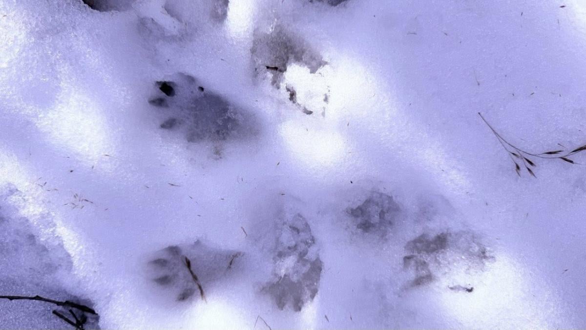 Сліди норки європейської на Одещині Сліди норки європейської на Одещині