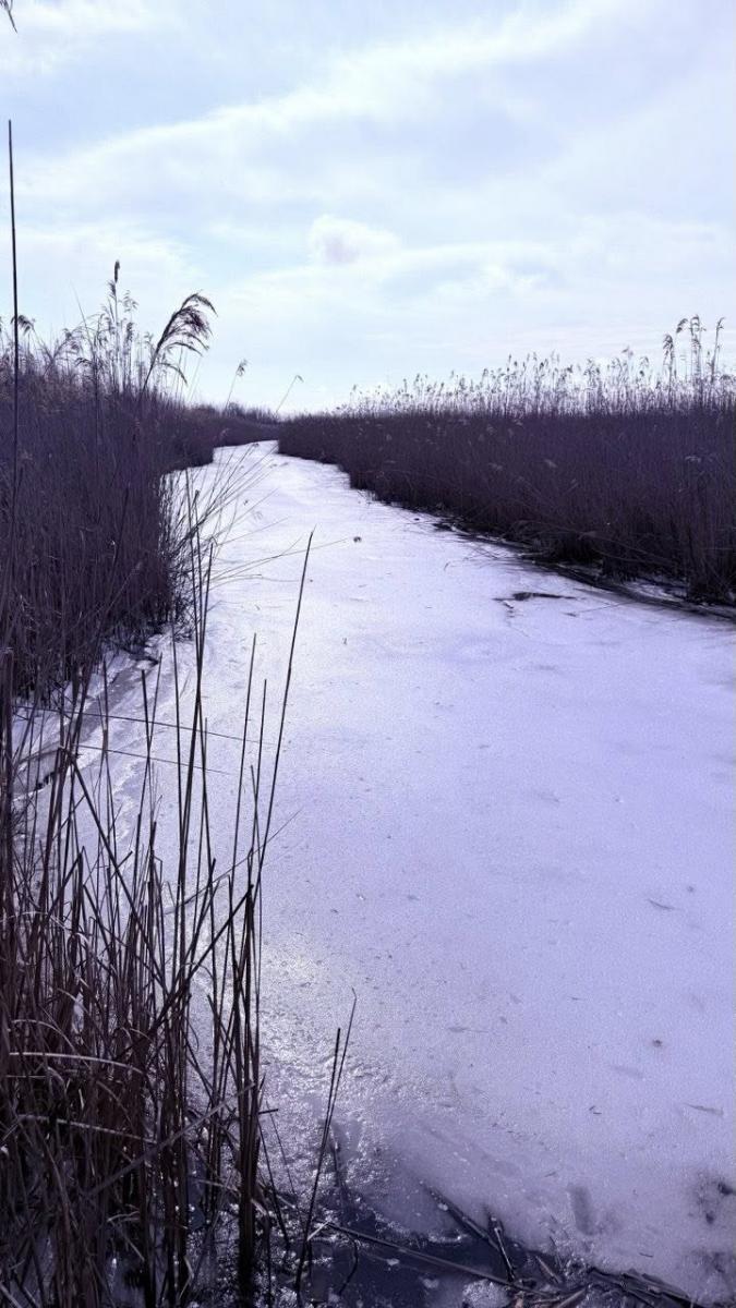 Сліди норки європейської на Одещині Сліди норки європейської на Одещині