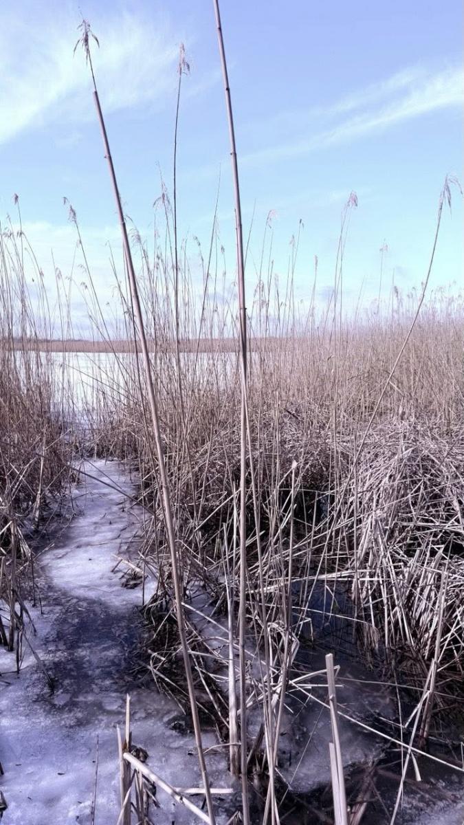 Сліди норки європейської на Одещині Сліди норки європейської на Одещині