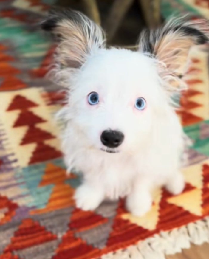 Собака з незвичайною зовнішністю вразила користувачів TikTok