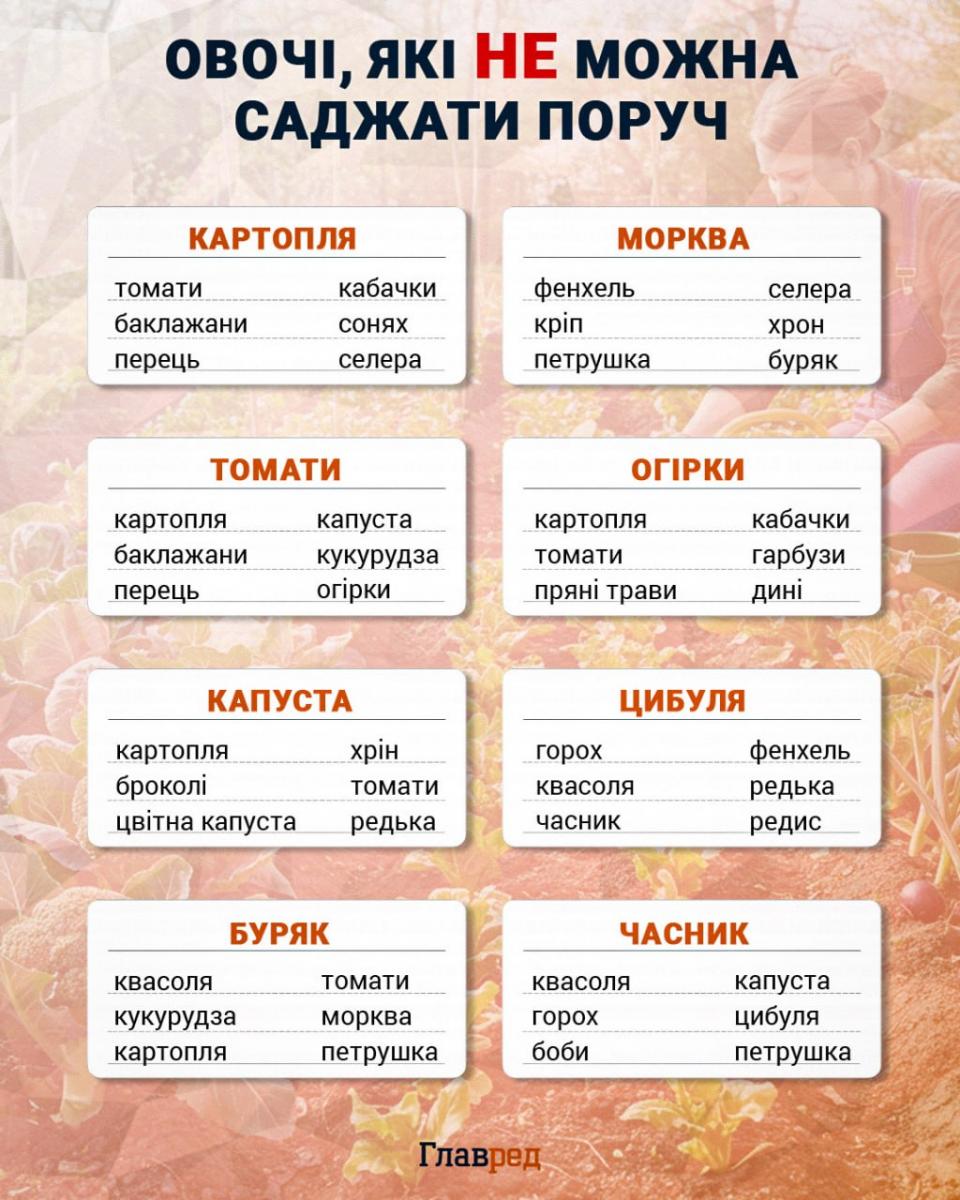 Овочі які не можна саджати поруч