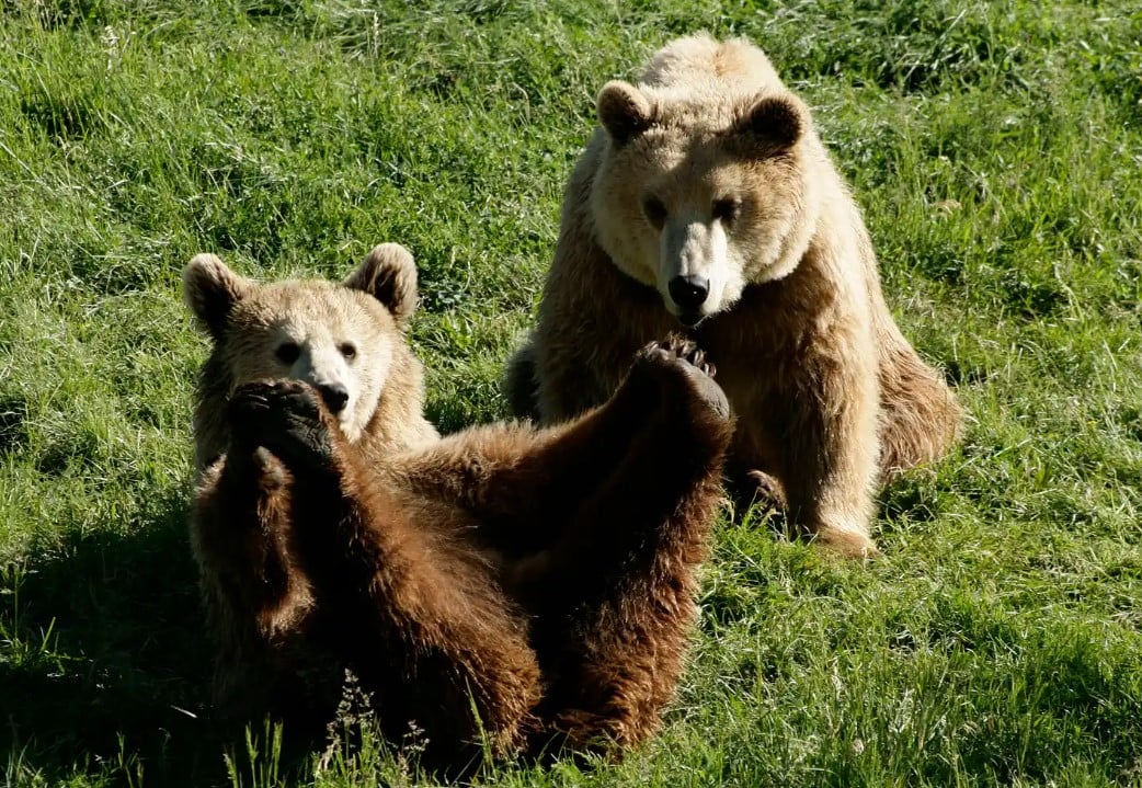 Ведмедиця з нареченим Ведмедиця з нареченим