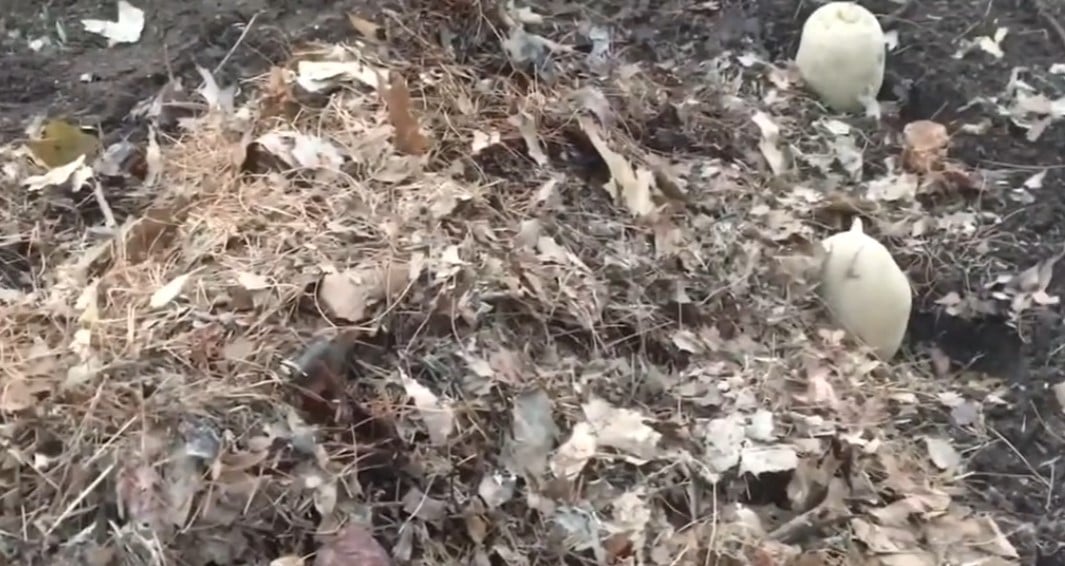 Мульча на картошке