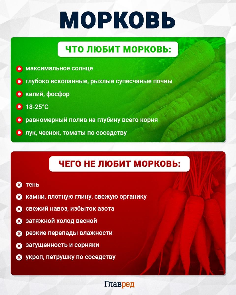 Что любит и чего не любит морковь