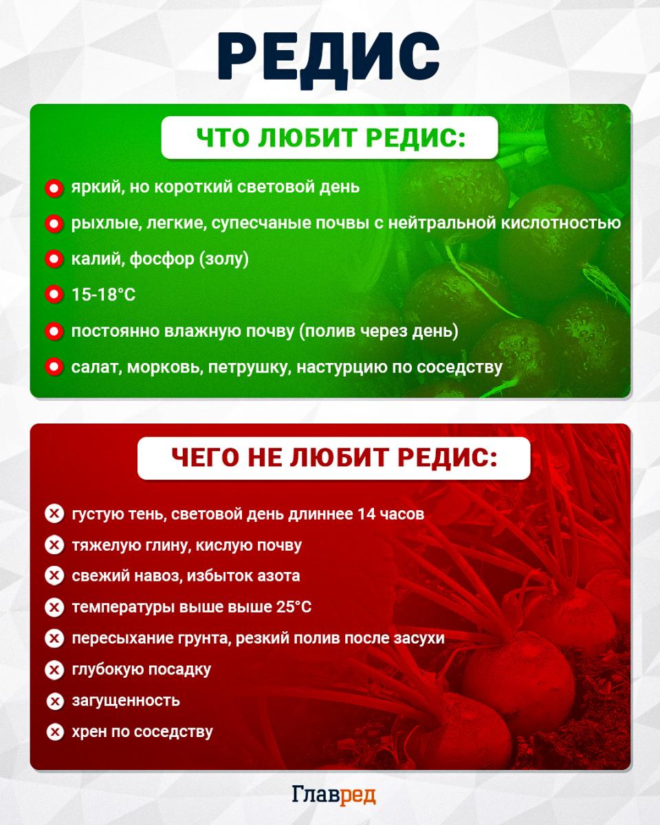 Что любит и чего не любит редис