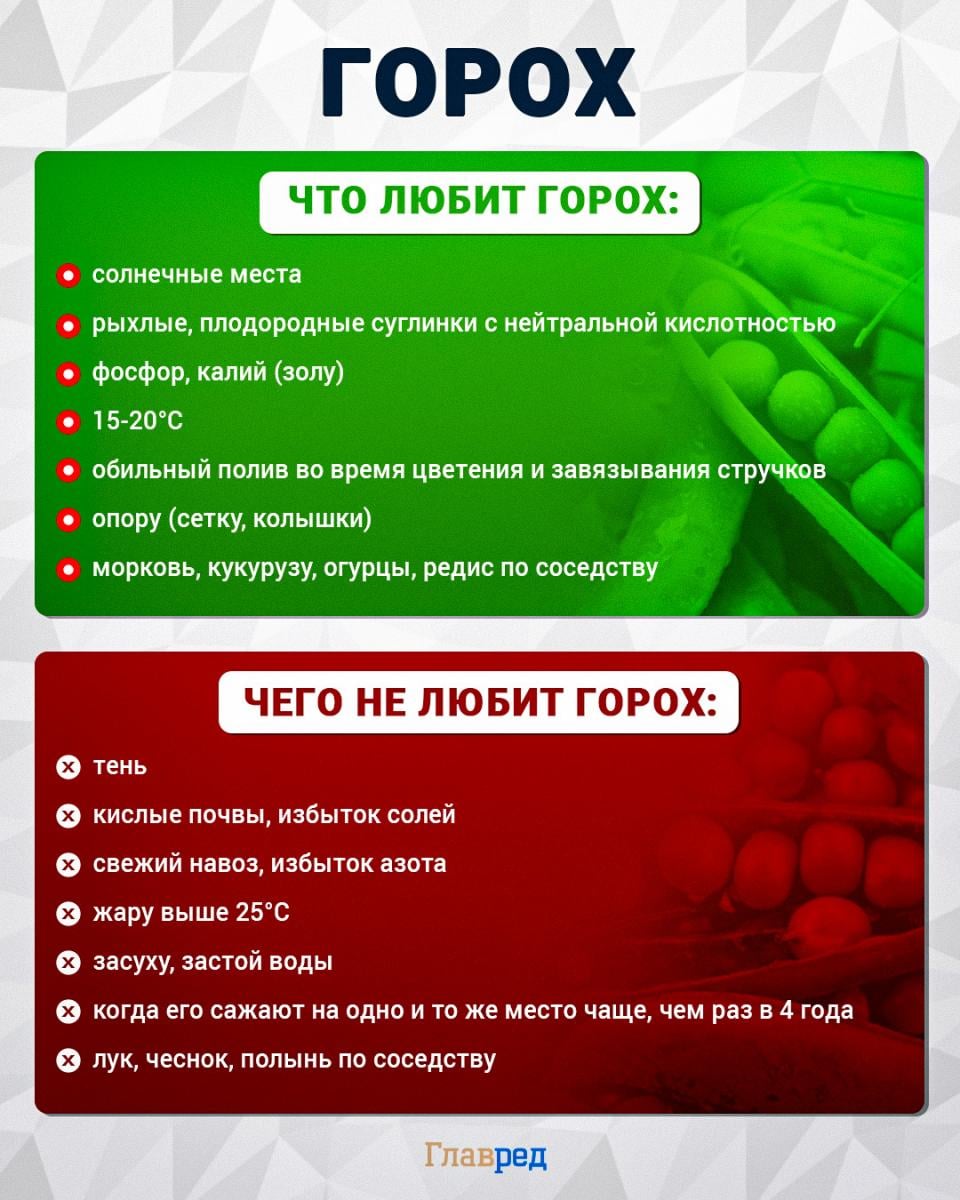 Что любит и чего не любит горох