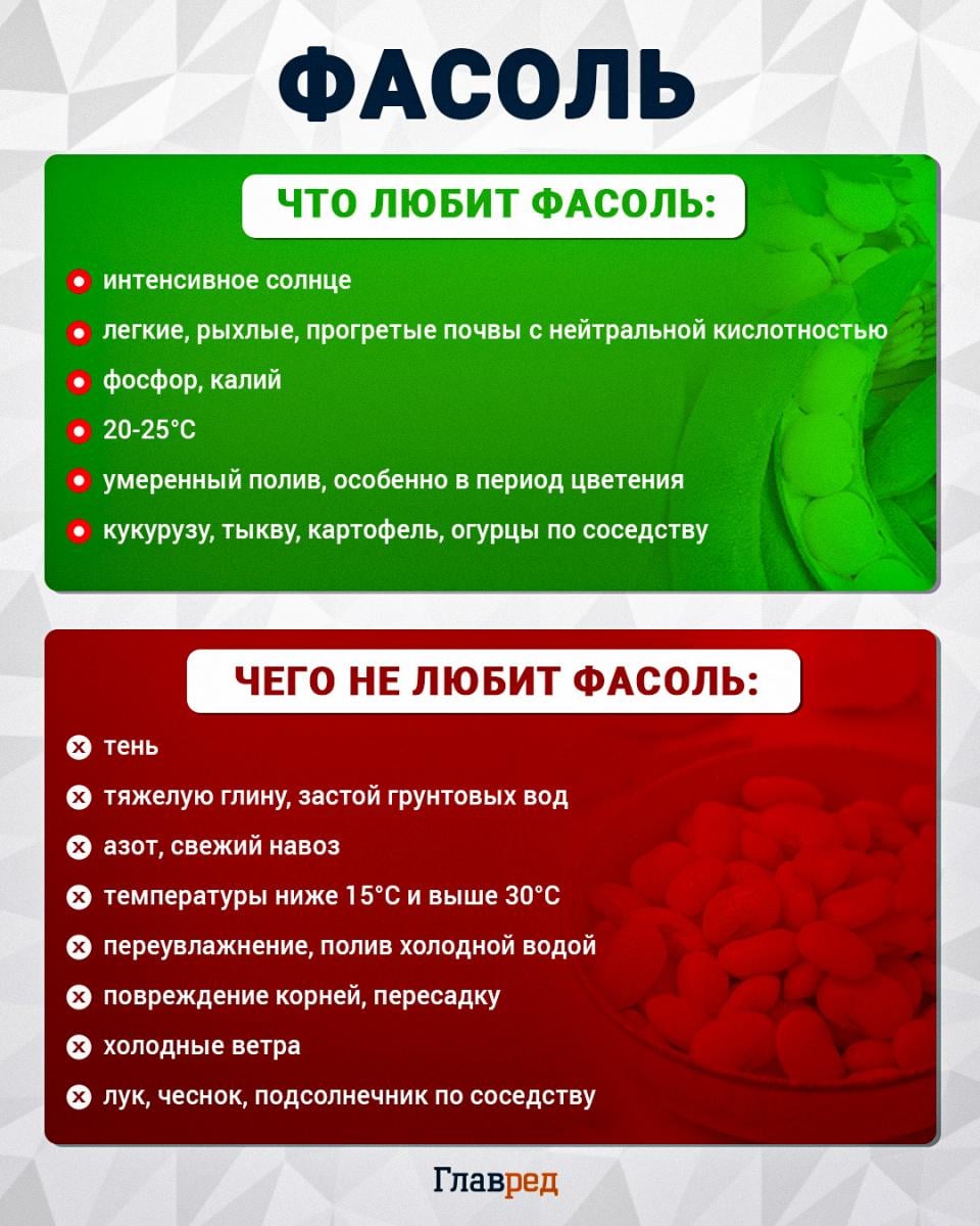 Что любит и чего не любит фасоль