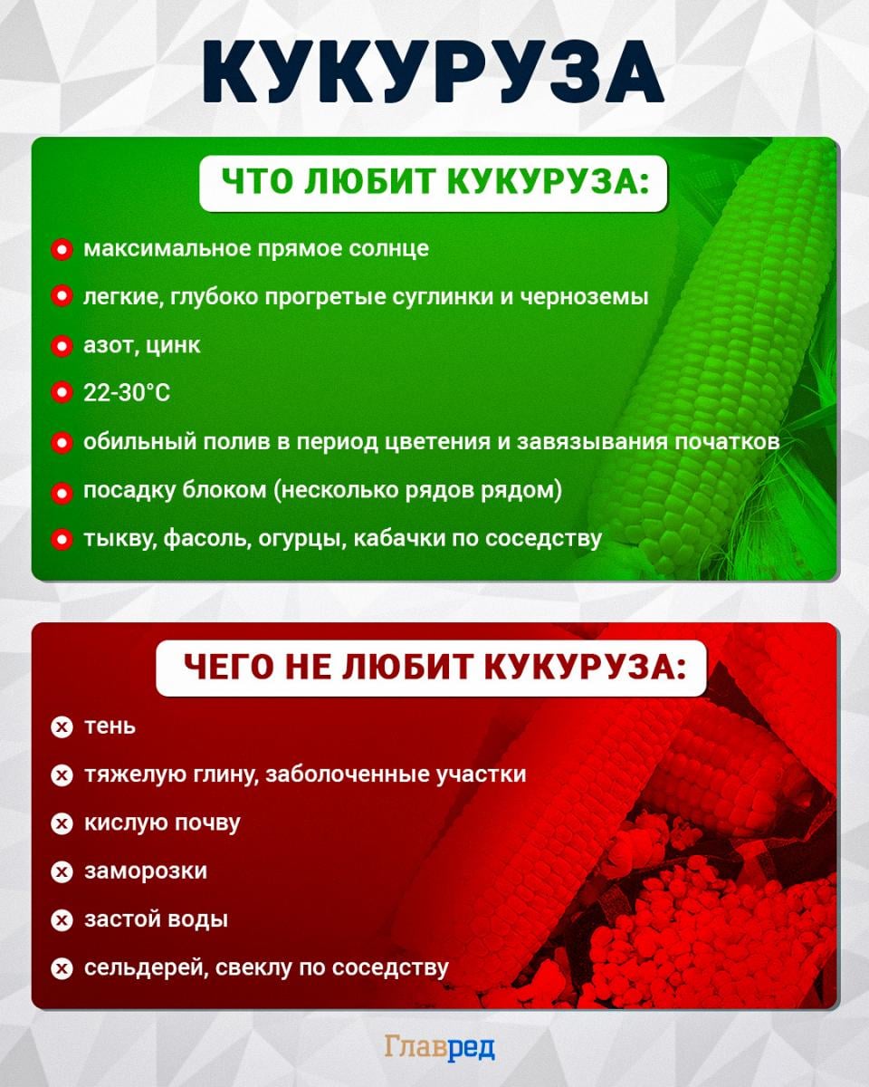 Что любит и чего не любит кукуруза