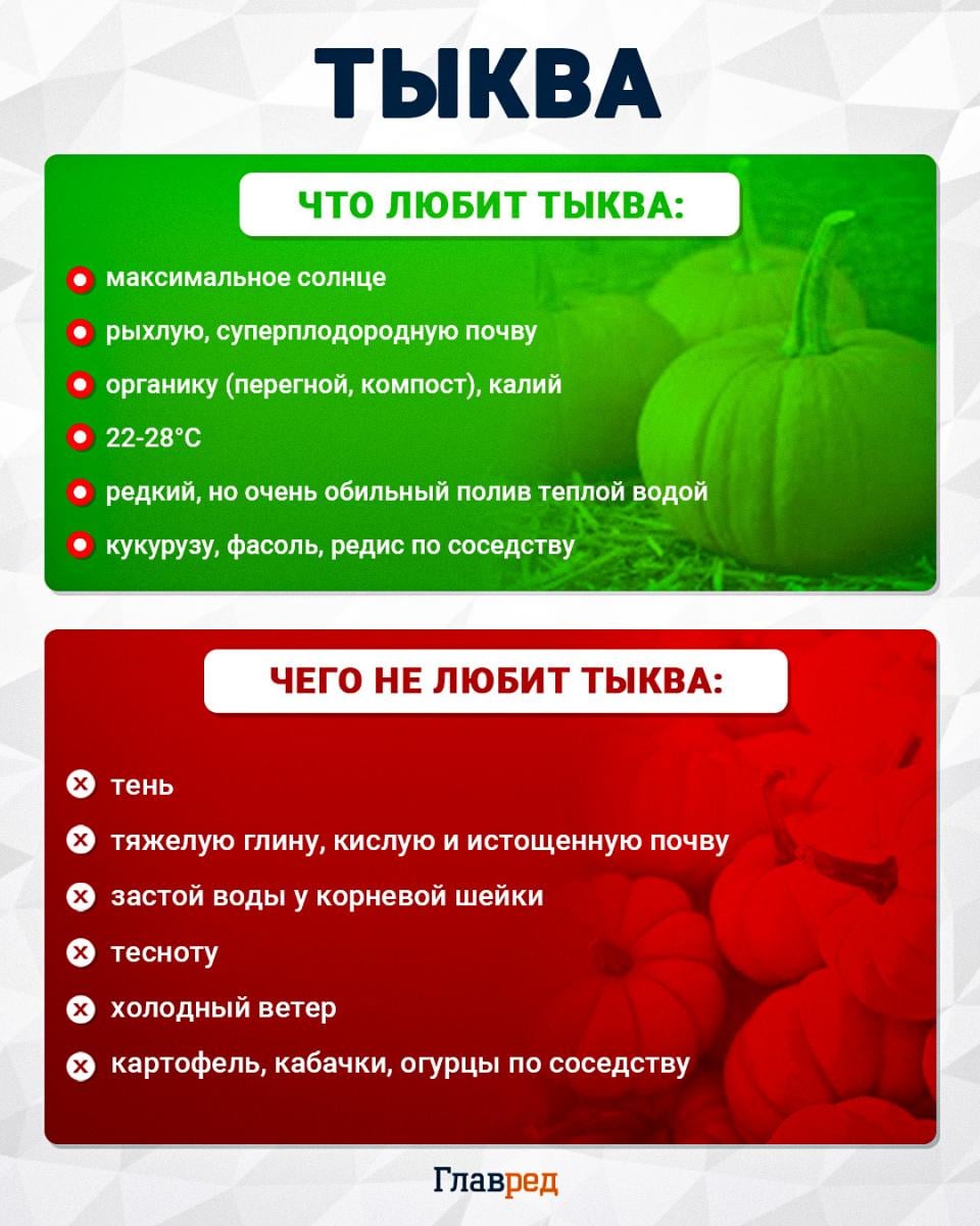 Что любит и чего не любит тыква Что любит и чего не любит тыква