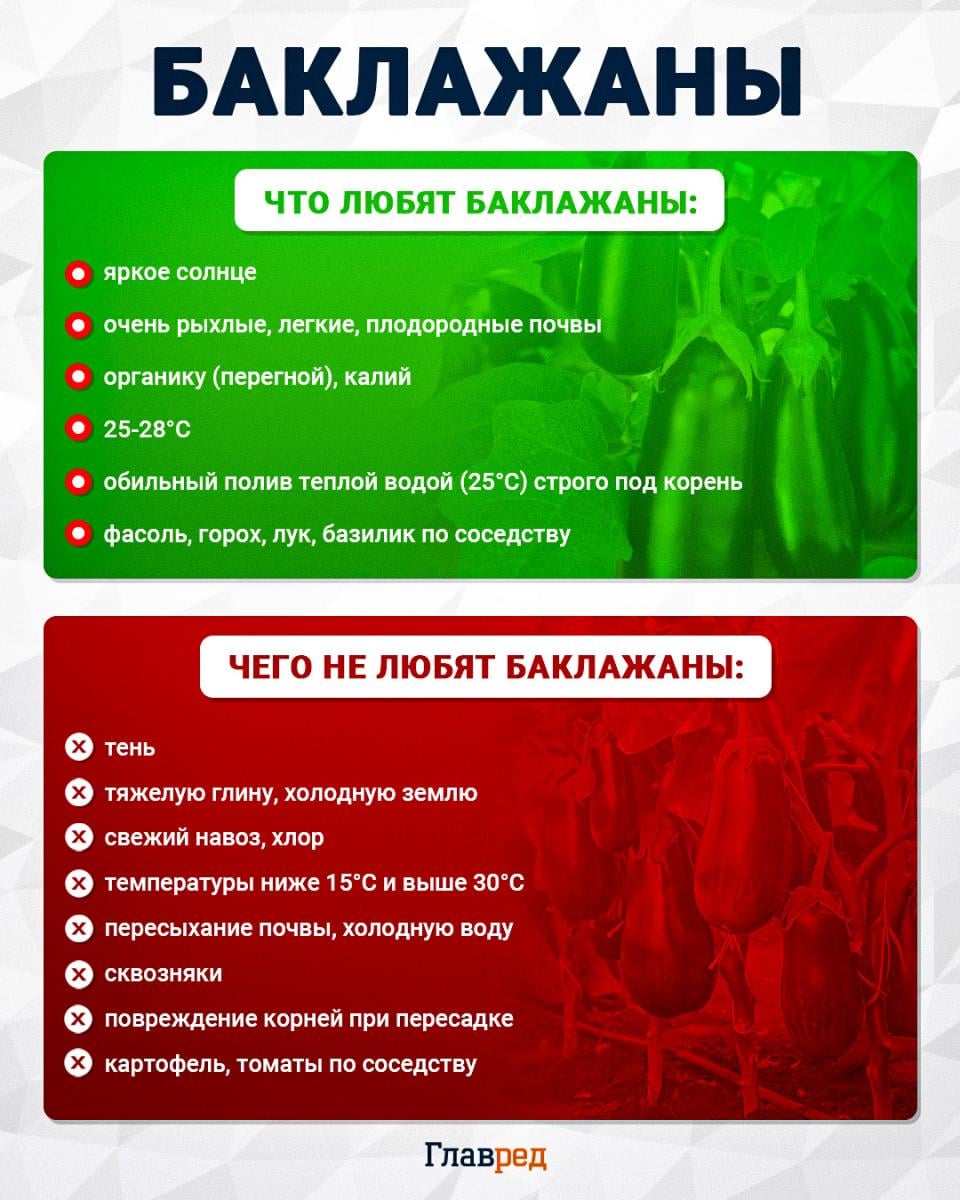 Что любят и чего не любят баклажаны