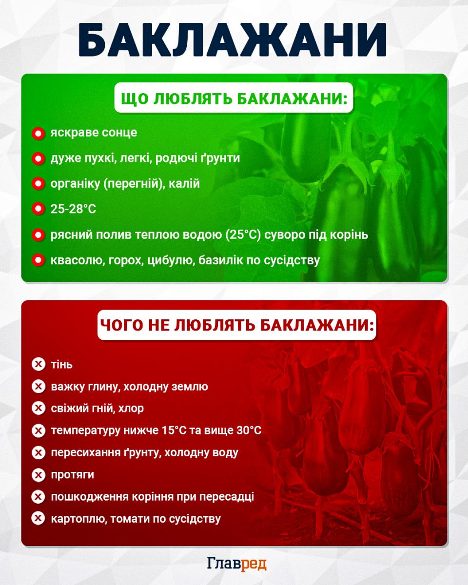 Коли збирати баклажани, щоб не гірчили: ознаки ідеальної стиглості