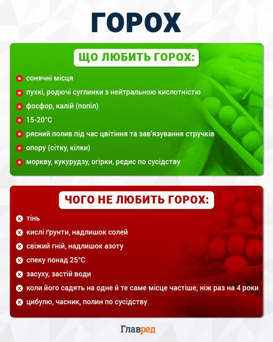 Що любить горох